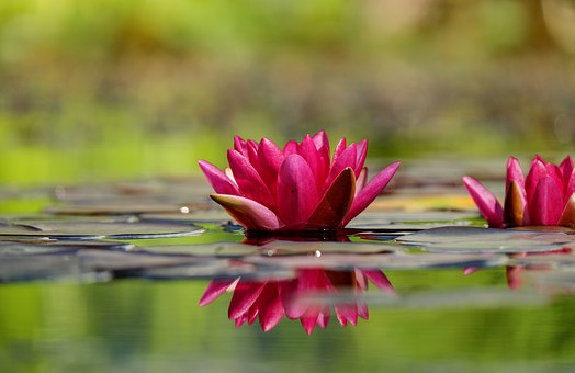 water lily 1442497 340